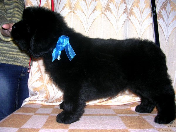 Фото: ньюфаундленд Skazochnaya Kroha Mayestro (Сказочная Кроха Маэстро)