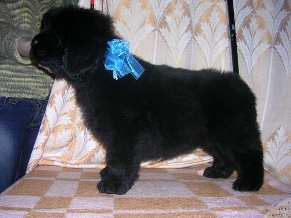 Фото: ньюфаундленд Skazochnaya Kroha Mayestro (Сказочная Кроха Маэстро)