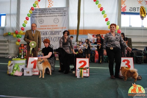 Фото: ньюфаундленд Transatlantika Nuo Ozo Kalvu