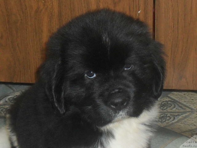 Фото: ньюфаундленд Super Premium Zanzibar (Супер Премиум Занзибар)