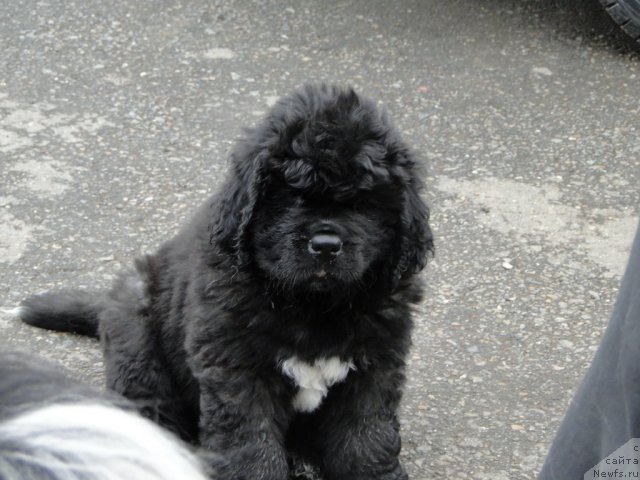 Фото: Щенок из питомника Оливрико.