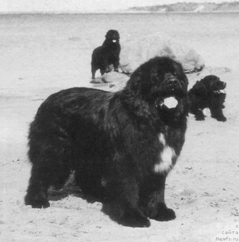 Фото: ньюфаундленд Caniz Major Skibber