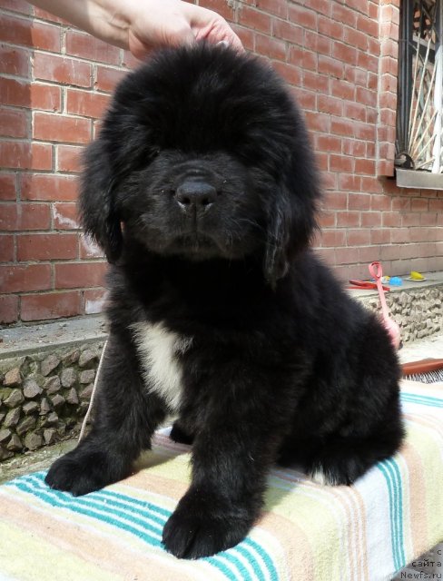 Фото: ньюфаундленд Super Premium Zolotaya Liliya (Супер Премиум Золотая Лилия)