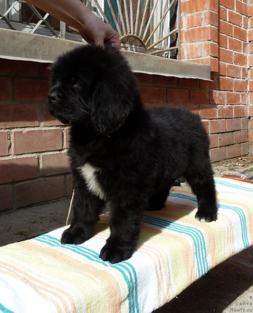 Фото: ньюфаундленд Super Premium Zolotaya Liliya (Супер Премиум Золотая Лилия)