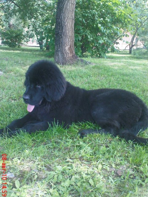 Фото: ньюфаундленд Mirabella iz Tihogo Omuta (Мирабелла из Тихого Омута)