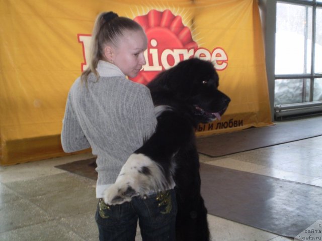 Фото: ньюфаундленд Ovaciya Bravo Bis (Овация Браво Бис)