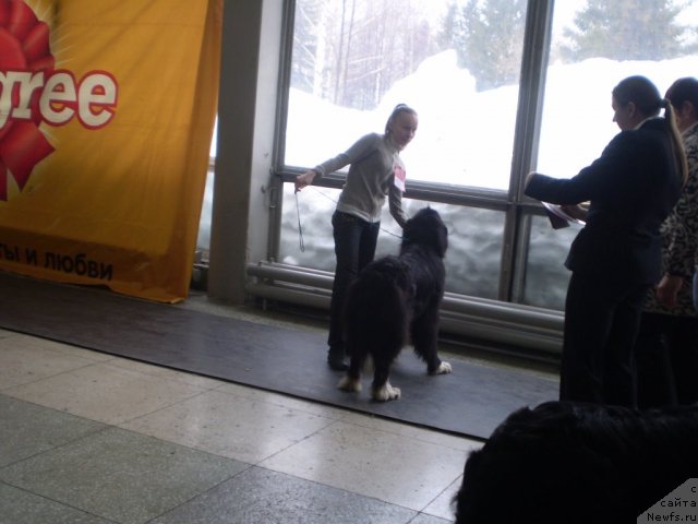 Фото: ньюфаундленд Ovaciya Bravo Bis (Овация Браво Бис)