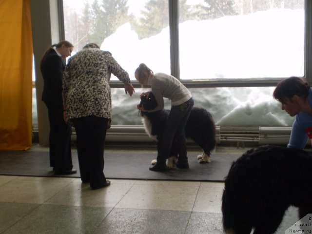 Фото: ньюфаундленд Ovaciya Bravo Bis (Овация Браво Бис)