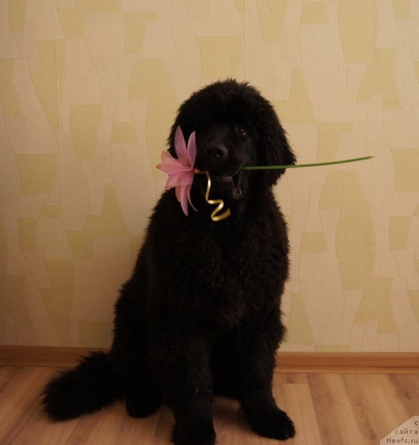 Фотография № 63824