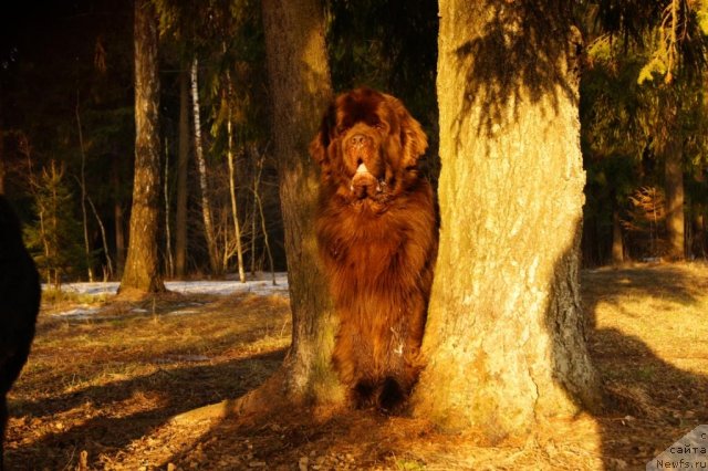 Фото: ньюфаундленд Aetna vom Riesrand (Aetna vom Riesrand)