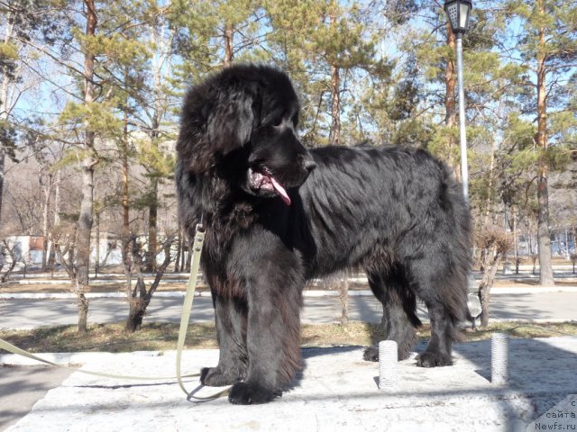 Фото: ньюфаундленд Mirabella iz Tihogo Omuta (Мирабелла из Тихого Омута)