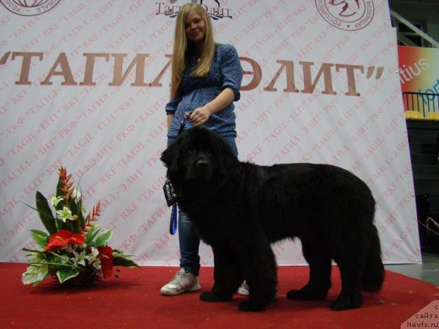 Фото: Alyona SCHelkonogova (Алёна Щелконогова), ньюфаундленд Super Bizon Deka (Супер Бизон Дека)