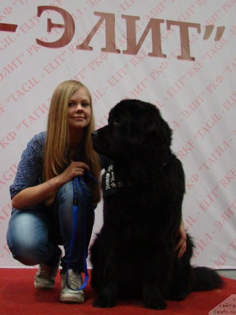 Фото: Alyona SCHelkonogova (Алёна Щелконогова), ньюфаундленд Super Bizon Deka (Супер Бизон Дека)