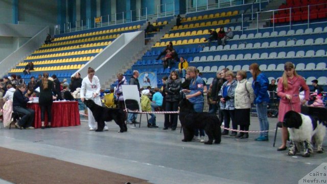 Фото: ньюфаундленд Super Bizon Deka (Супер Бизон Дека), ньюфаундленд Ikona Stilya (Икона Стиля), Kseniya Novikova (Ксения Новикова), Alyona SCHelkonogova (Алёна Щелконогова), ньюфаундленд Super Bizon Argo (Супер Бизон Арго)