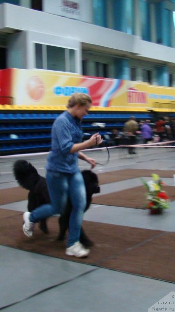 Фото: Alyona SCHelkonogova (Алёна Щелконогова), ньюфаундленд Super Bizon Deka (Супер Бизон Дека)