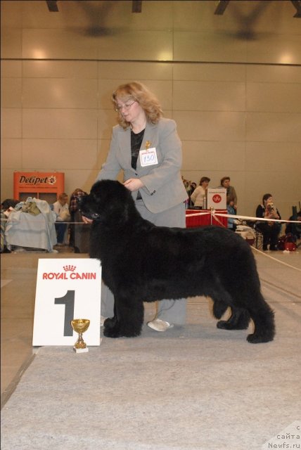 Фото: ньюфаундленд Sent Djons Dora (Сент Джонс Дора)