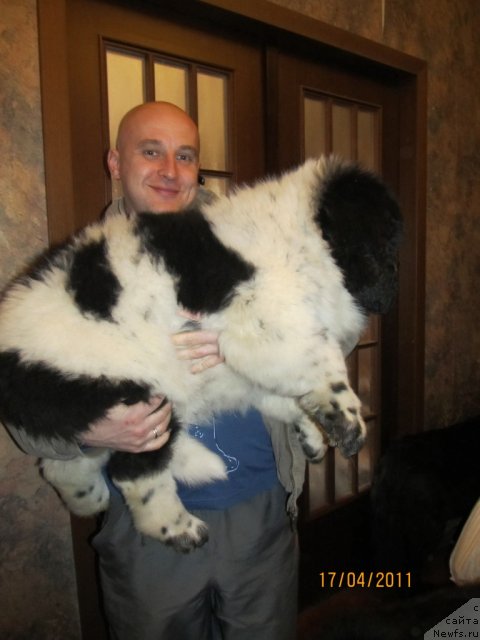 Фото: ньюфаундленд Super Bizon Ekaterinburg (Супер Бизон Екатеринбург), Aleksey Nistratov (Алексей Нистратов)