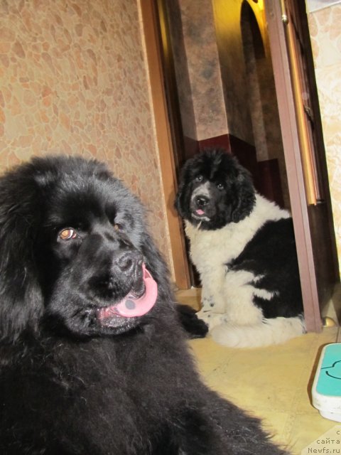 Фото: ньюфаундленд Ih Vyisochestvo Vladlena Madjiks (Их Высочество Владлена Маджикс), ньюфаундленд Super Bizon Ekaterinburg (Супер Бизон Екатеринбург)