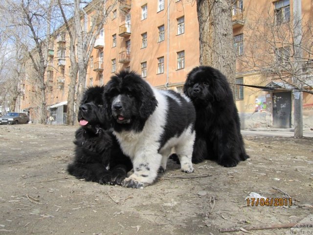 Фото: ньюфаундленд Super Bizon Antaliya (Супер Бизон Анталия), ньюфаундленд Ih Vyisochestvo Vladlena Madjiks (Их Высочество Владлена Маджикс), ньюфаундленд Super Bizon Ekaterinburg (Супер Бизон Екатеринбург)