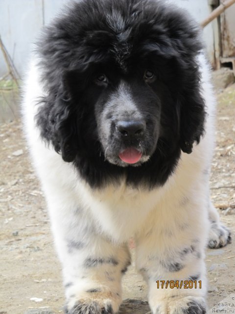 Фото: ньюфаундленд Super Bizon Ekaterinburg (Супер Бизон Екатеринбург)