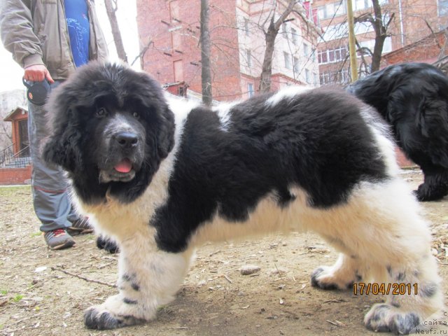 Фото: ньюфаундленд Super Bizon Ekaterinburg (Супер Бизон Екатеринбург)