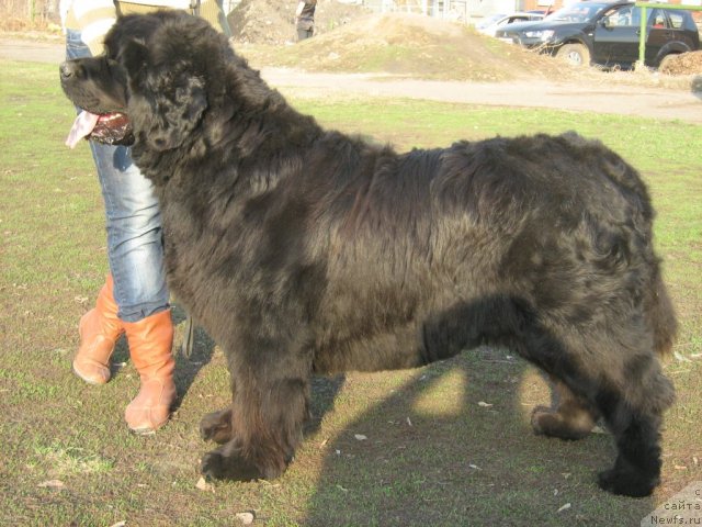 Фото: ньюфаундленд Bolshaya Medveditsa iz Tihogo Omuta (Большая Медведица из Тихого Омута)