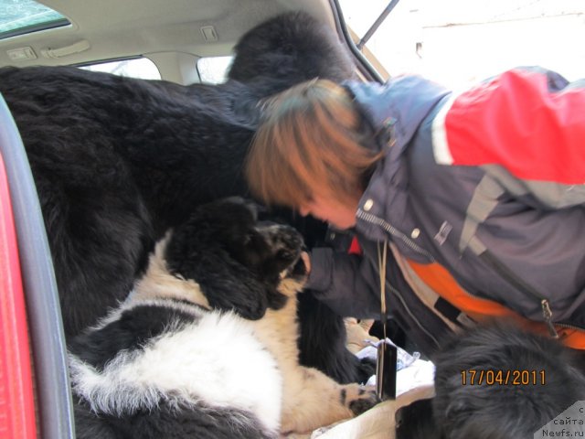 Фото: ньюфаундленд Ih Vyisochestvo Vladlena Madjiks (Их Высочество Владлена Маджикс), ньюфаундленд Super Bizon Ekaterinburg (Супер Бизон Екатеринбург), Nataliya Snigireva (Наталия Снигирева), ньюфаундленд Super Bizon Antaliya (Супер Бизон Анталия)