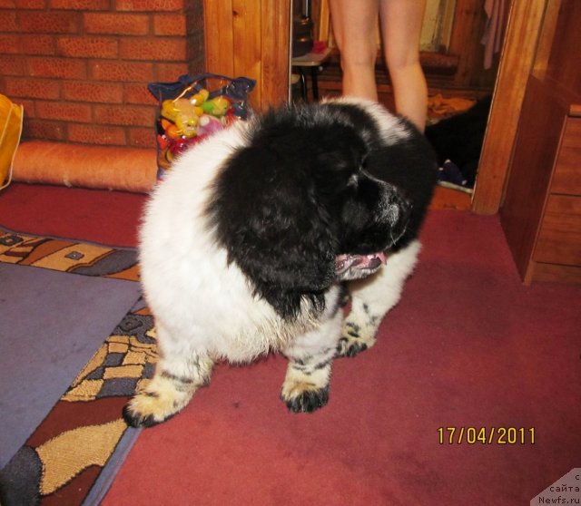 Фото: ньюфаундленд Super Bizon Ekaterinburg (Супер Бизон Екатеринбург)