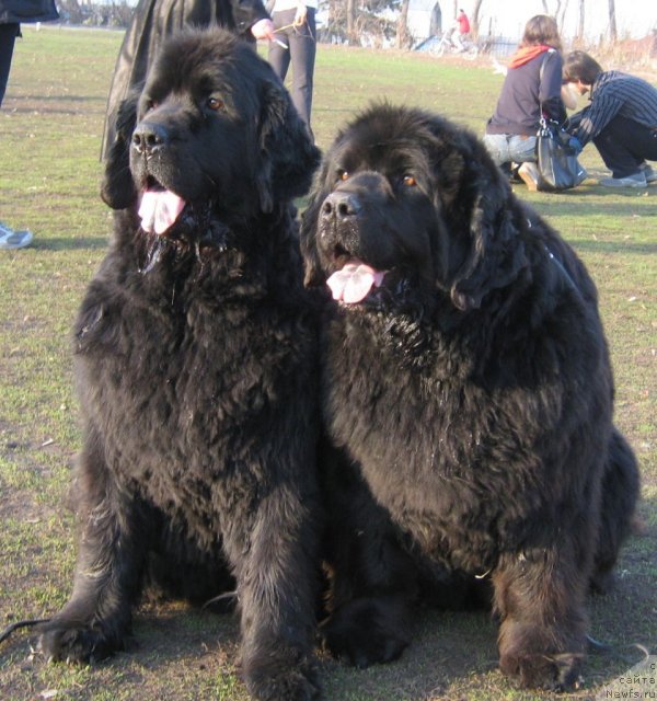 Фото: ньюфаундленд Aksel' Blyek Daymond (Аксель Блэк Даймонд), ньюфаундленд Bolshaya Medveditsa iz Tihogo Omuta (Большая Медведица из Тихого Омута)