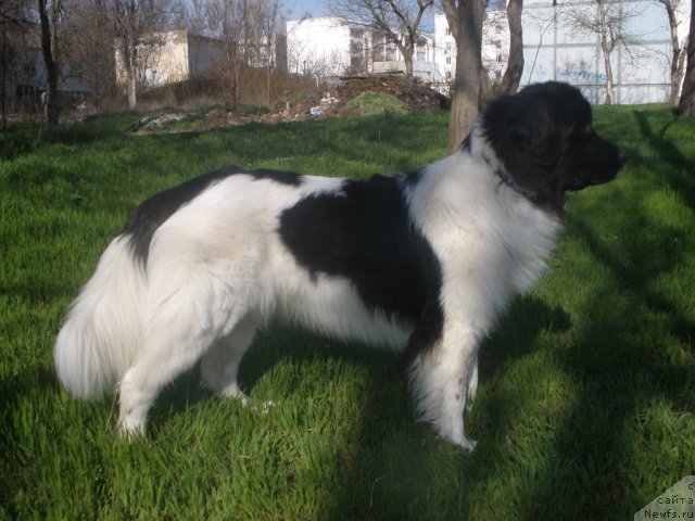 Фото: ньюфаундленд Pitern'yuf CHunga-CHanga (Питерньюф Чунга-Чанга)