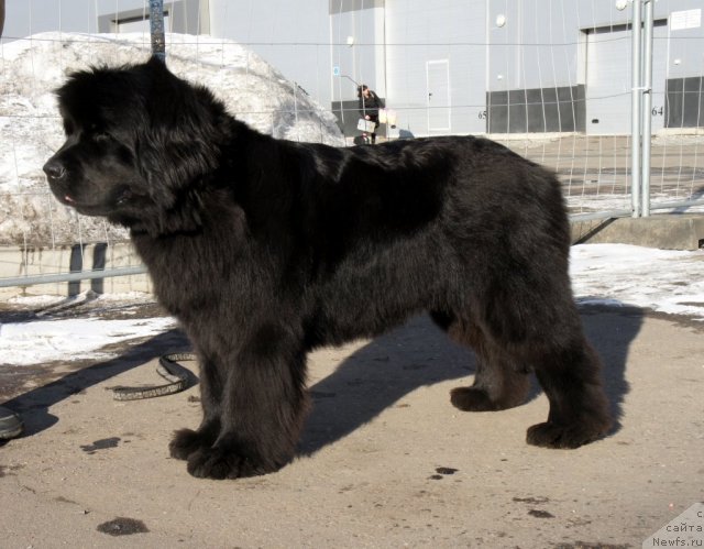 Фото: ньюфаундленд Fairweathers Rare and Precious