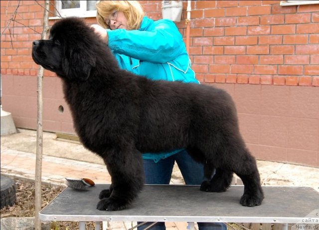 Фотография № 63888