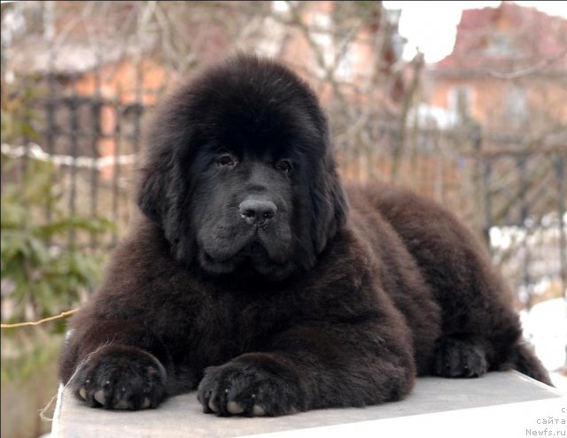 Фотография № 63899