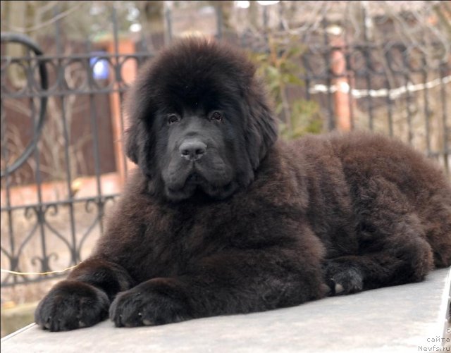 Фотография № 63906