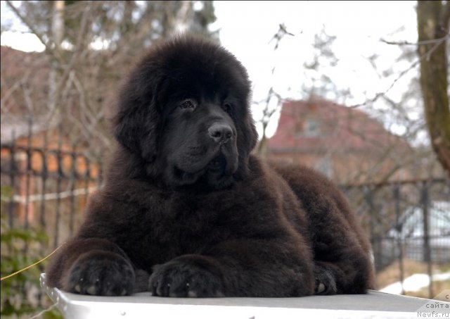 Фотография № 63907