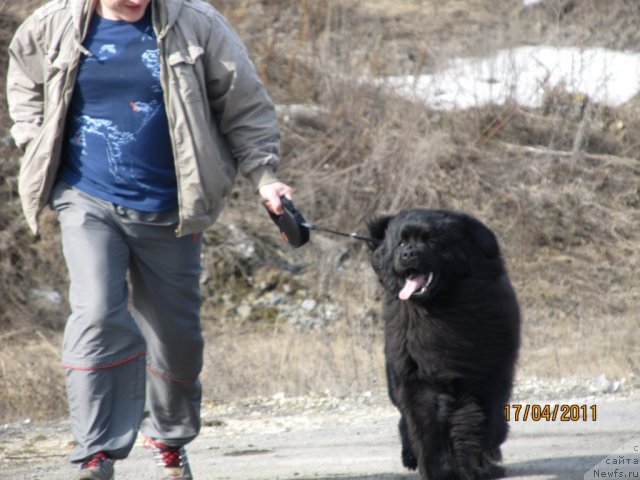 Фото: ньюфаундленд Ih Vyisochestvo Vladlena Madjiks (Их Высочество Владлена Маджикс), Aleksey Nistratov (Алексей Нистратов)