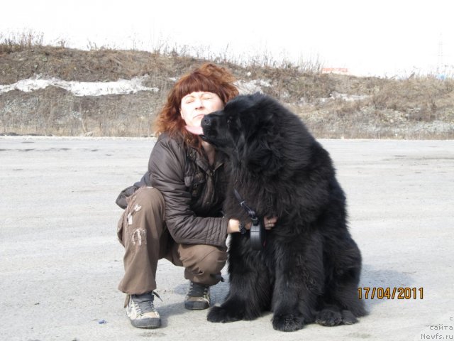 Фото: Irina Nistratova (Ирина Нистратова), ньюфаундленд Ih Vyisochestvo Vladlena Madjiks (Их Высочество Владлена Маджикс)