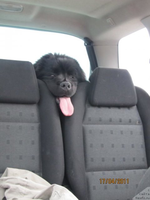 Фото: ньюфаундленд Ih Vyisochestvo Vladlena Madjiks (Их Высочество Владлена Маджикс)