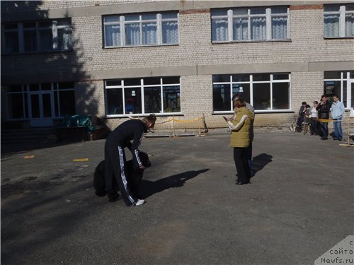 Фото: ньюфаундленд N'yufort Magiya Lyubvi (Ньюфорт Магия Любви)