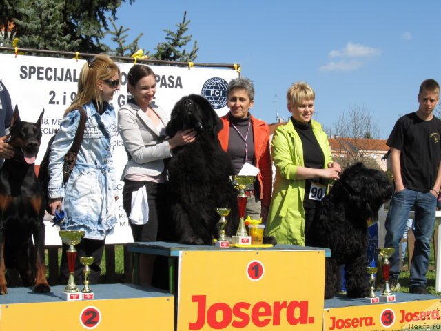 Фото: ньюфаундленд King of Helluland Choose Me (King of Helluland Choose Me)