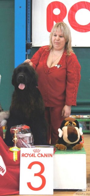 Фото: ньюфаундленд Akvatoriya Kelvin Oushen Drim (Акватория Келвин Оушен Дрим), Elena Zaborova (Brehina) (Елена Заборова (Брехина))