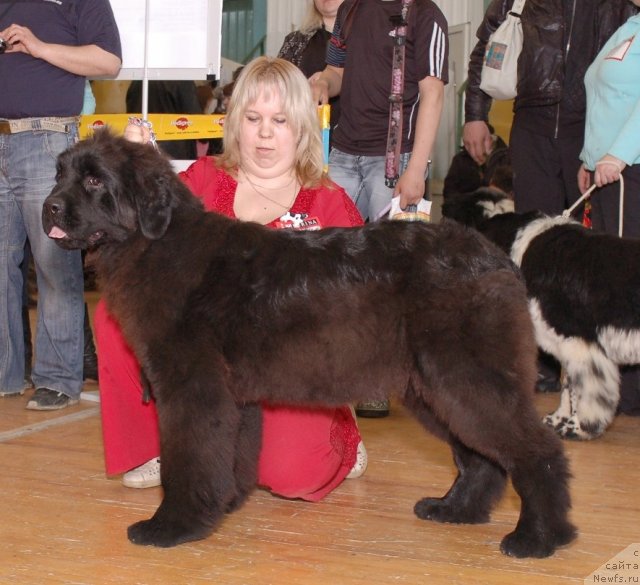 Фото: ньюфаундленд Akvatoriya Kelvin Oushen Drim (Акватория Келвин Оушен Дрим), Elena Zaborova (Brehina) (Елена Заборова (Брехина))