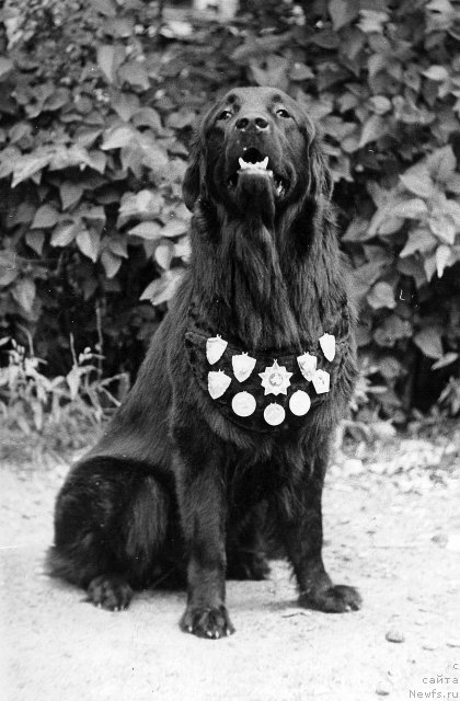 Фото: ньюфаундленд Kyeppi Malyish (Кэппи Малыш)