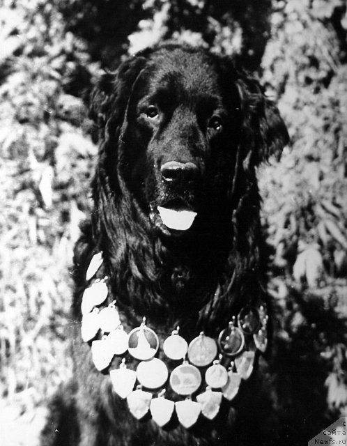 Фото: ньюфаундленд Kyeppi Malyish (Кэппи Малыш)