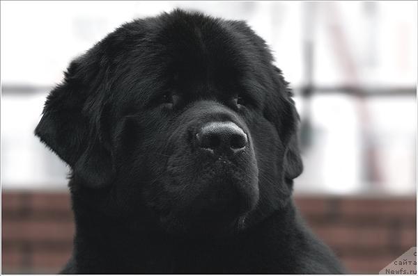 Фото: ньюфаундленд Atlant Byest (Атлант Бэст)
