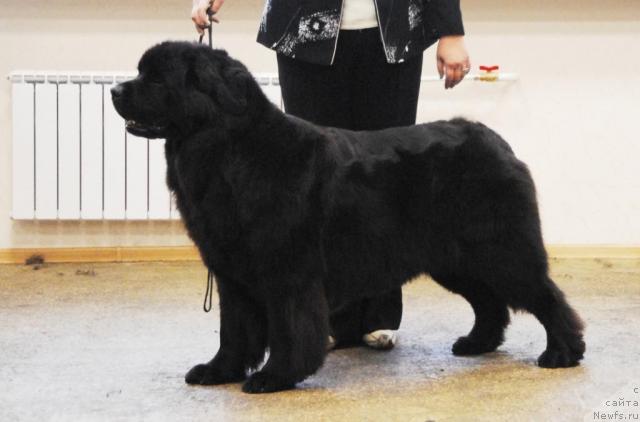 Фото: ньюфаундленд Charovnitsa   iz Medvejyego Yara (Чаровница из Медвежьего Яра)