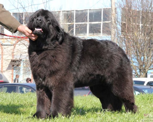 Фото: ньюфаундленд Rostovchanka s Berega Dona (Ростовчанка с Берега Дона)