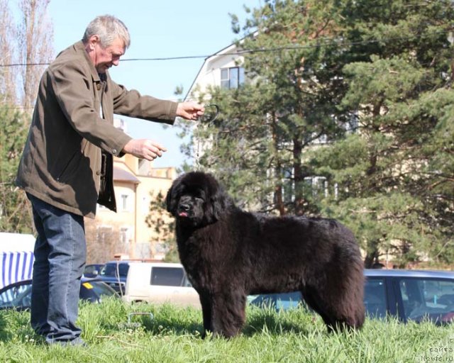 Фото: ньюфаундленд Rostovchanka s Berega Dona (Ростовчанка с Берега Дона)