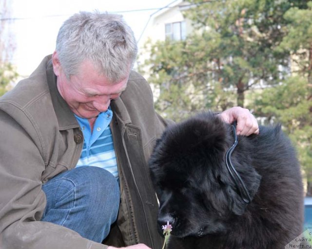 Фото: ньюфаундленд Rostovchanka s Berega Dona (Ростовчанка с Берега Дона)