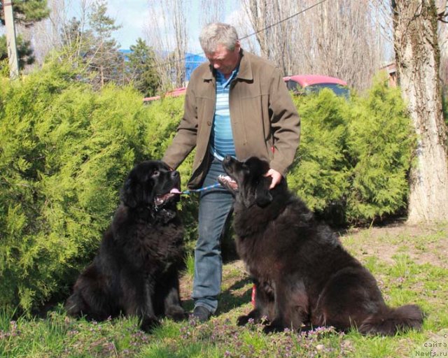 Фото: ньюфаундленд Rostovchanka s Berega Dona (Ростовчанка с Берега Дона), ньюфаундленд Parker s Berega Dona (Паркер с Берега Дона), Анатолий Масягин